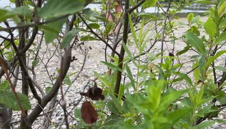 Spy on me smoking a Virginia Slim 120 by the lake