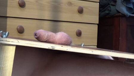 NEW, UGG BOOTS & UGG TRAINERS CAM 2 PART 1