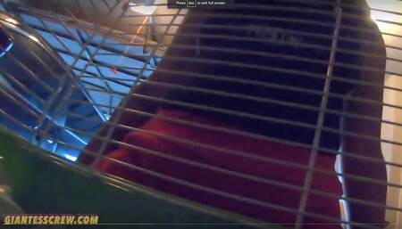 Giantess Crew CJ CLEAN MY SHOES