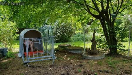 Mock slaughter of our boar in the barn ( role play ) softcut version