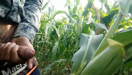 Cumming on Maize Leaf, Super Cumming