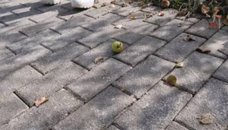 Fruits and trash under Chucks