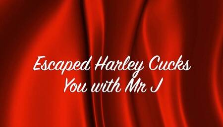 Harley Quinn cucks you with the Joker