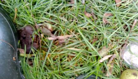 Crushed Under Wellingtons