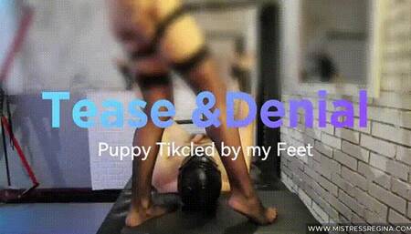 Tease & Denial - Puppy Tickled By My Feet 4K