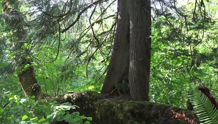 You will always cum for the goddess featuring Amber Chase