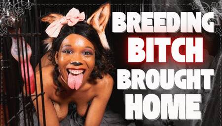 Breeding Bitch Brought Home