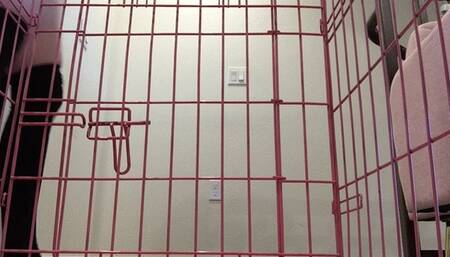 Verbal Humiliation - Cuck loser in a Cage and Special Meal