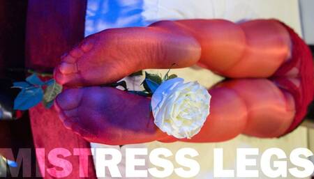Mistress Legs In Red Shiny Pantyhose Play With Rose (MOV HD)