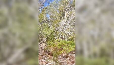 Bush Walking Wank in Speedos