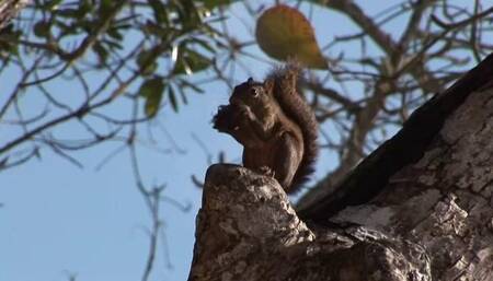 Get a Nut on the Desert Shore
