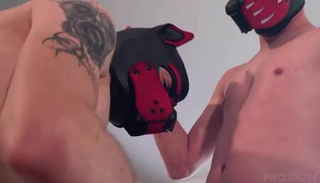 Gay Pups Are Loose In The Kitchen