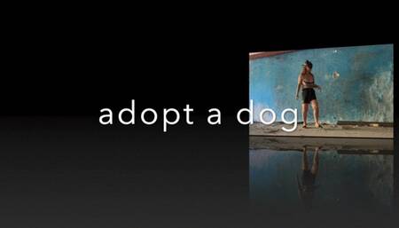 Adopt a puppy