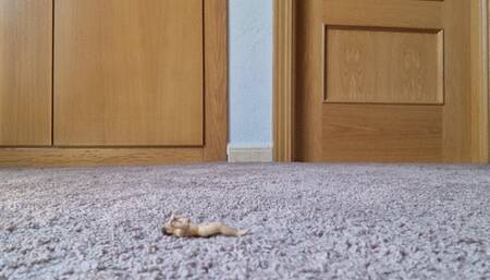 Foot Bitch Cum Stomp