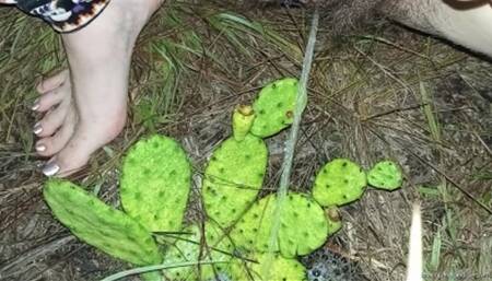Watering the Cacti HD