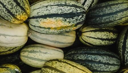 Transcodededkjdflkdj