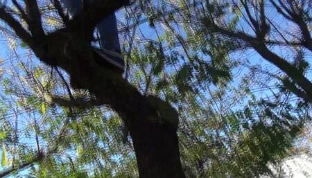 Pissing high on a tree