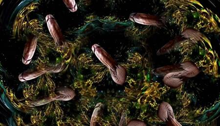 The BBC Slutification Process