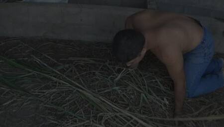 Barbara disciplines her donkey in the barn