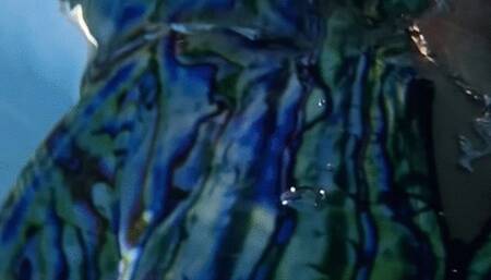 Slow motion Abalone dive skin swim in the pool