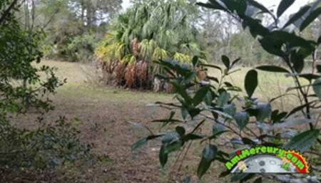 Transformed Into An Orc