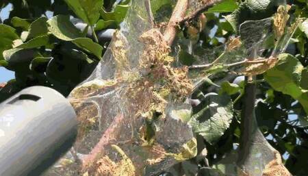 My new vacuum cleaner will clean the garden of cobwebs and vermin mp4