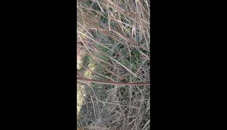 Village Desi Outdoor Sex 2024 New Sex Video