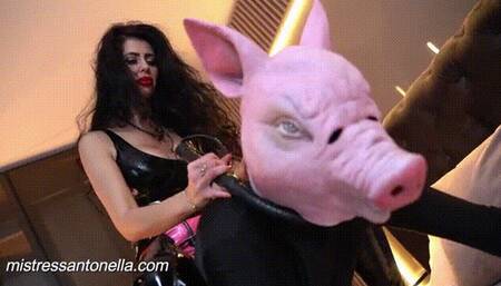 Mistress Antonella rides her Pig slave