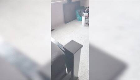 BBW hotwife used by bull