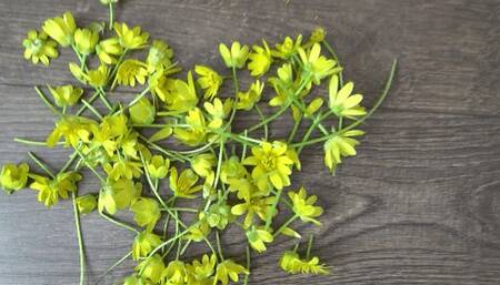 TOE TAPPING AND CRUSH FLOWERs 2ST