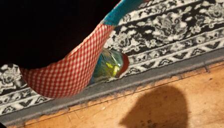 Shoe tease - The irregular choice special