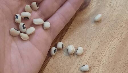 Audio: Snakes + Bladders