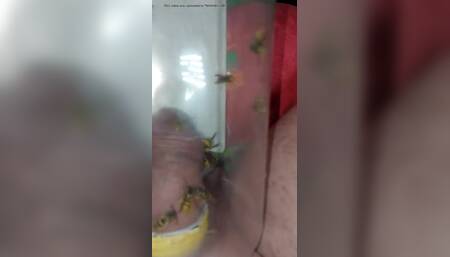 brutal pain cbt insertion bdsm extrem pervers wasp