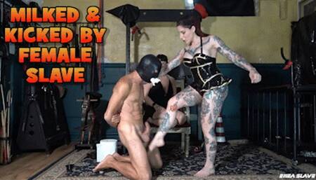 ENEA SLAVE - MILKED & KICKED BY FEMALE SLAVE - PART ONE - HD
