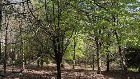 Spying on stranger girl in the forest when she wants to pee