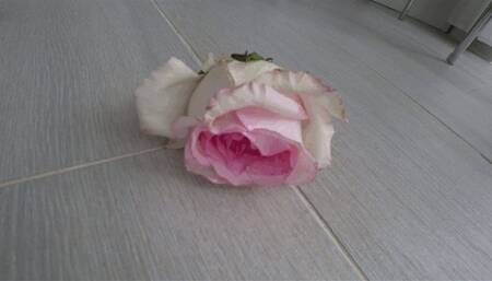 Stomp on roses with shoes aTR