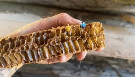 Human larvaes, enslaved by ANGIE wmv