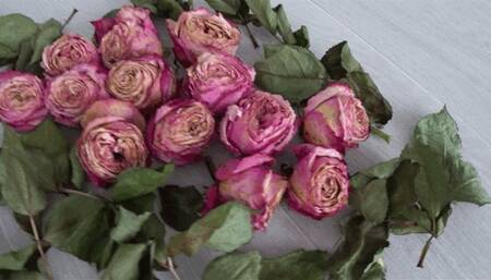 LorY trampled a lot of roses a