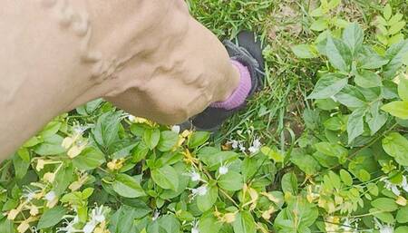 Tempest flexes in honeysuckle