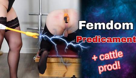 Femdom Predicament Bondage! Your Ass or Your Balls? With Cattle Prod