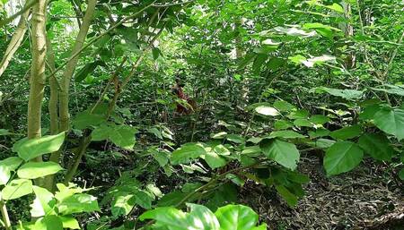 Desi Bhabhi Ki Chudai jungle mein - Indian Hot Sex