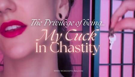 The Privilege Of Being My Cuck In Chastity