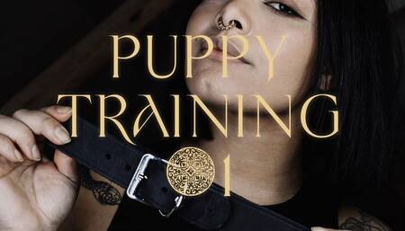 Puppy Training #1