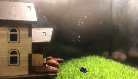 Content Teenie in his Glass Prison 1080