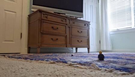 Giantess shrinks husband