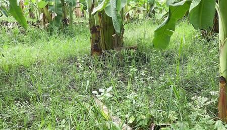 I Took My Neighbor Into the Banana Plantation and Hugged Her and Started Fucking