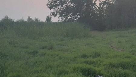 puppy training in the woods outdoor