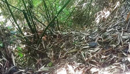Jungle Me Kam Jada Save
