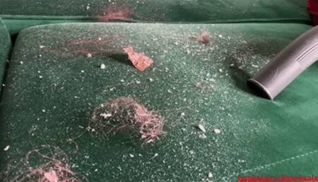 Garbage Dump on the Couch wmv