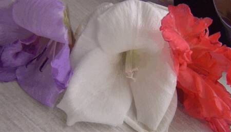 I stamp my foot and crush the gladiolus flowers d